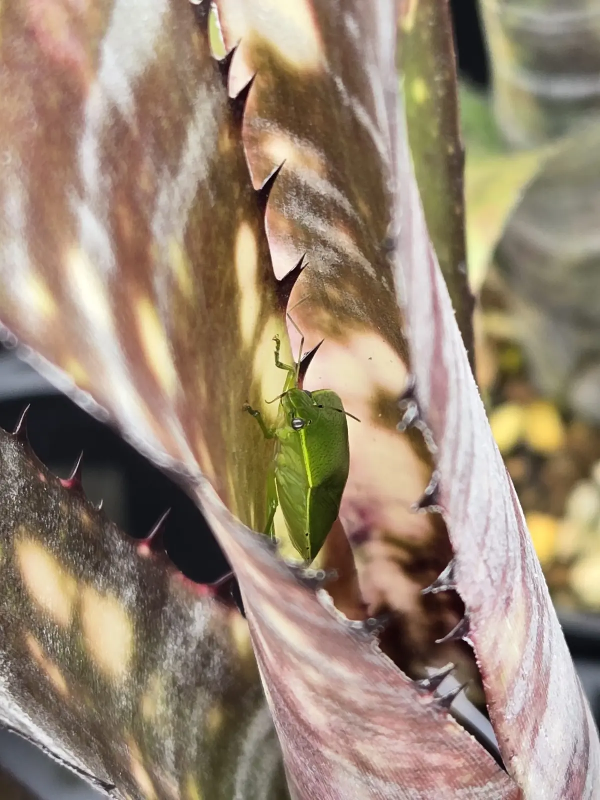 ビルベルギア パイプライン 害虫