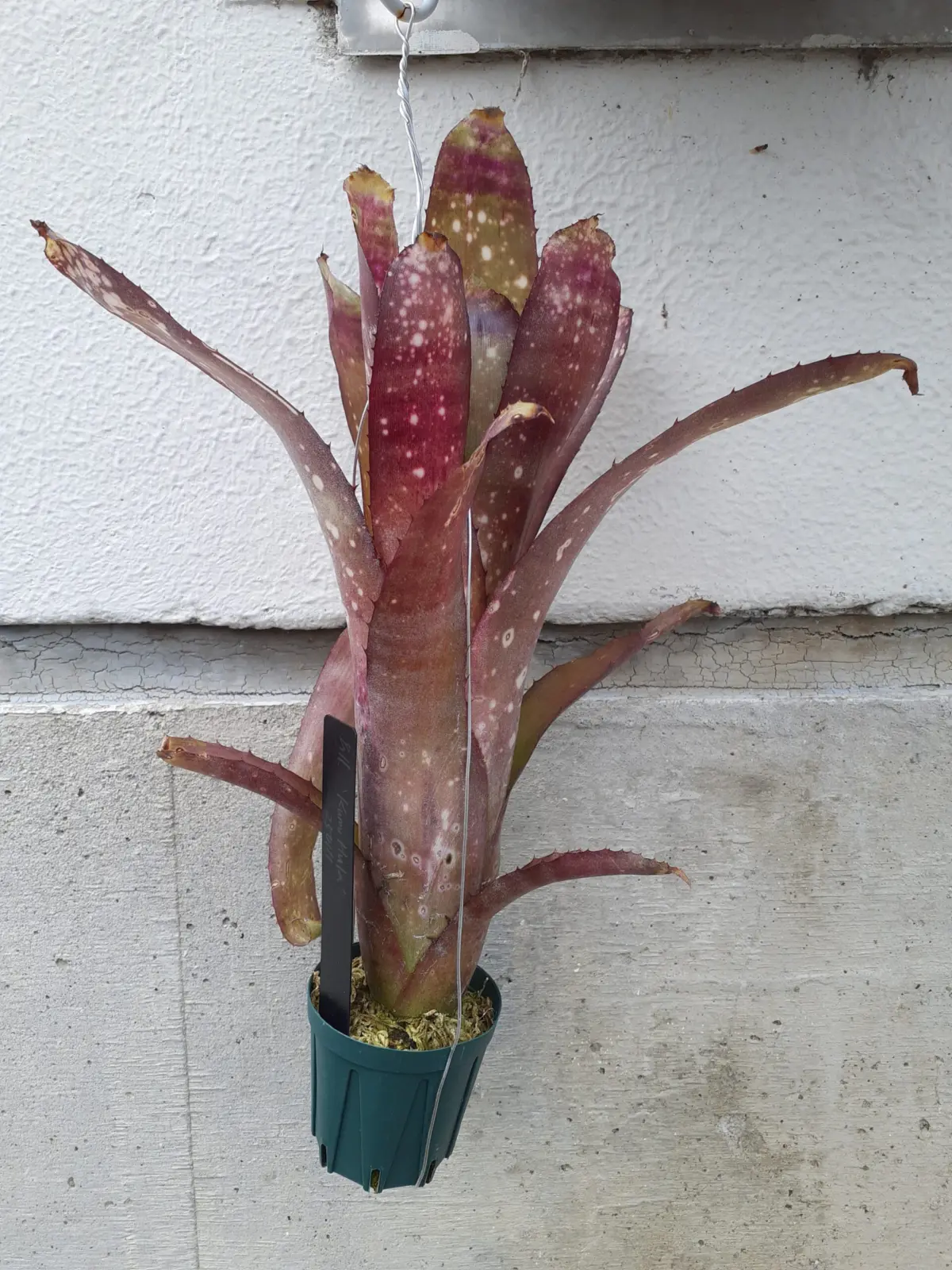 ビルベルギア ‘クムフラ’