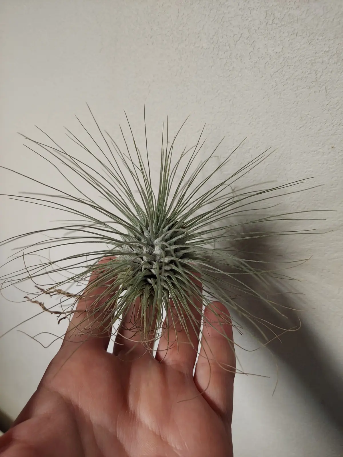 ティランジア　フックシーフォーマグラキリス　