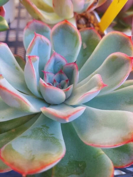 多肉植物　エケベリア　オリオン