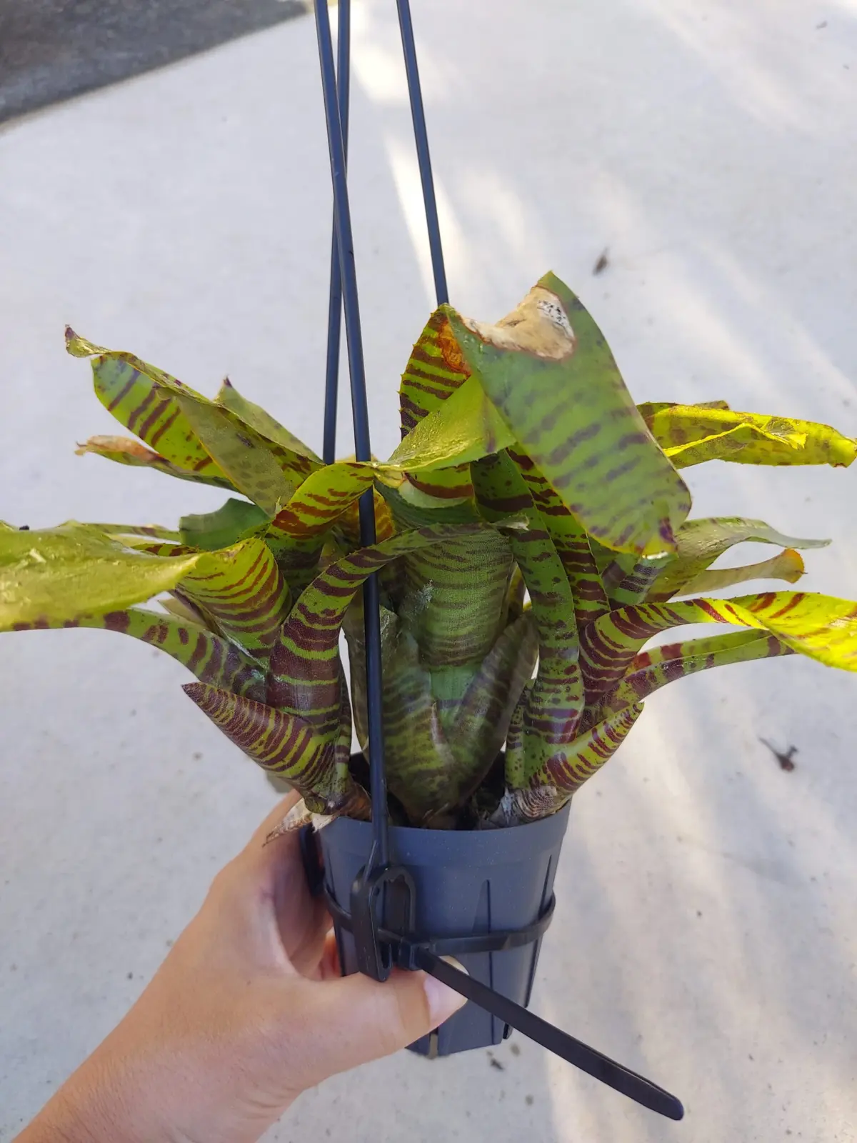 ネオレゲリア　zone8　