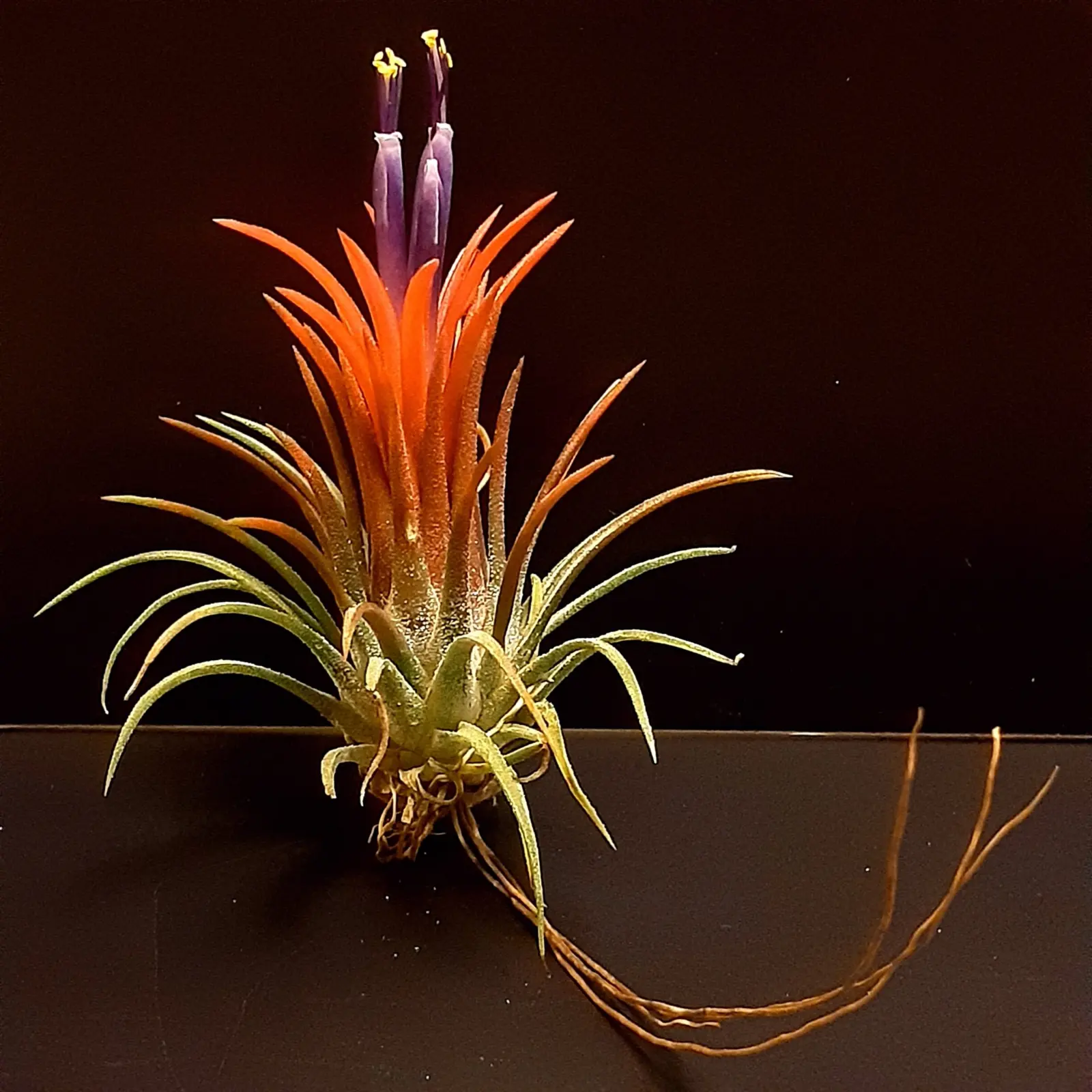 ティランジア イオナンタ 花 ホムセン