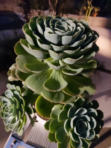 多肉植物　エケベリア　七福神
