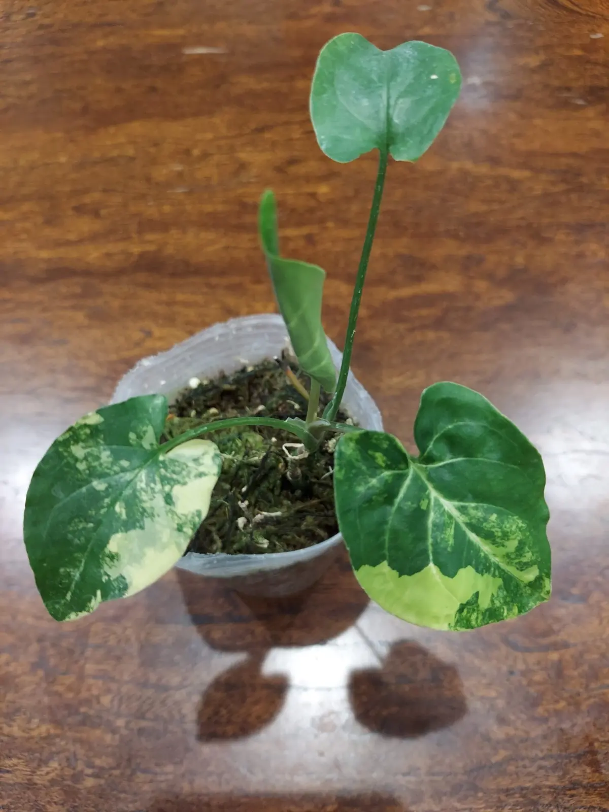 処分品　アロイド