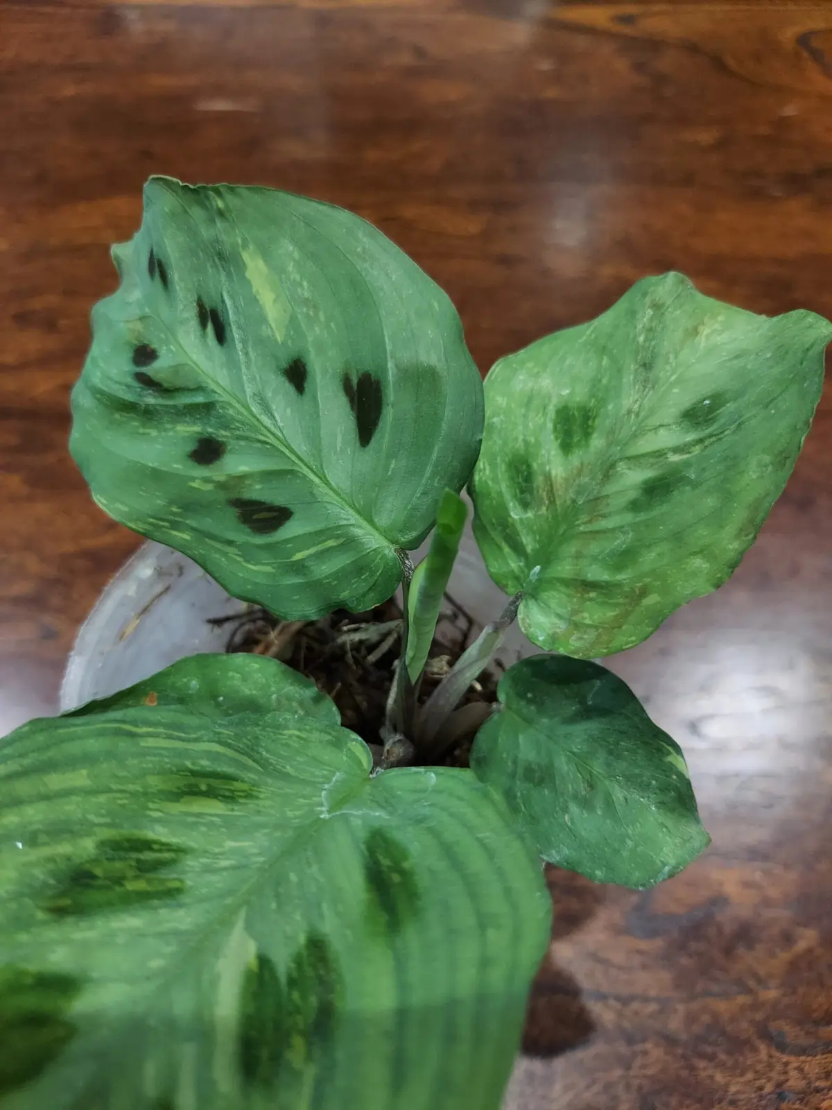 マランタ　処分品