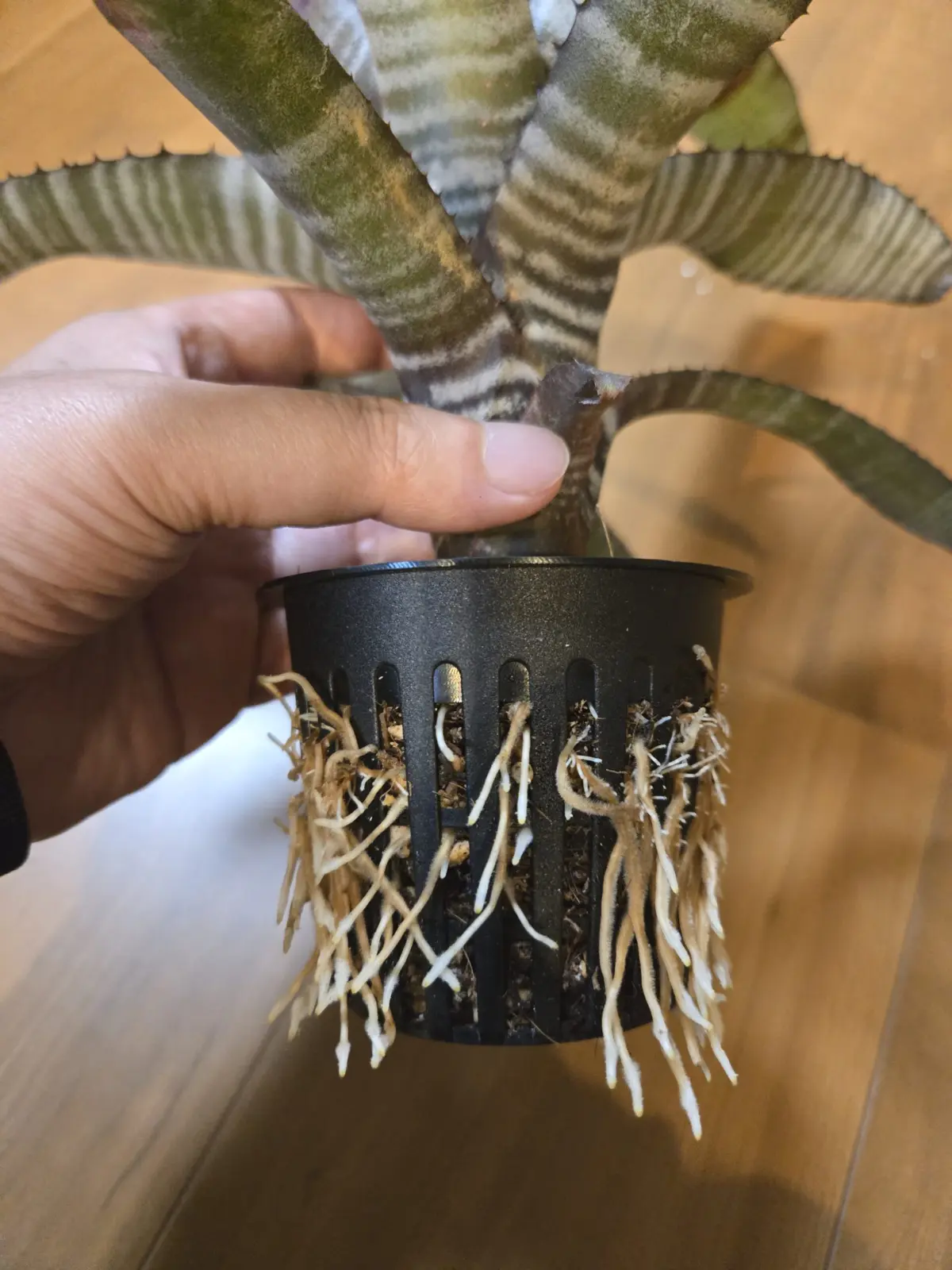 エクメア キャンディケーン 株分後1ヶ月