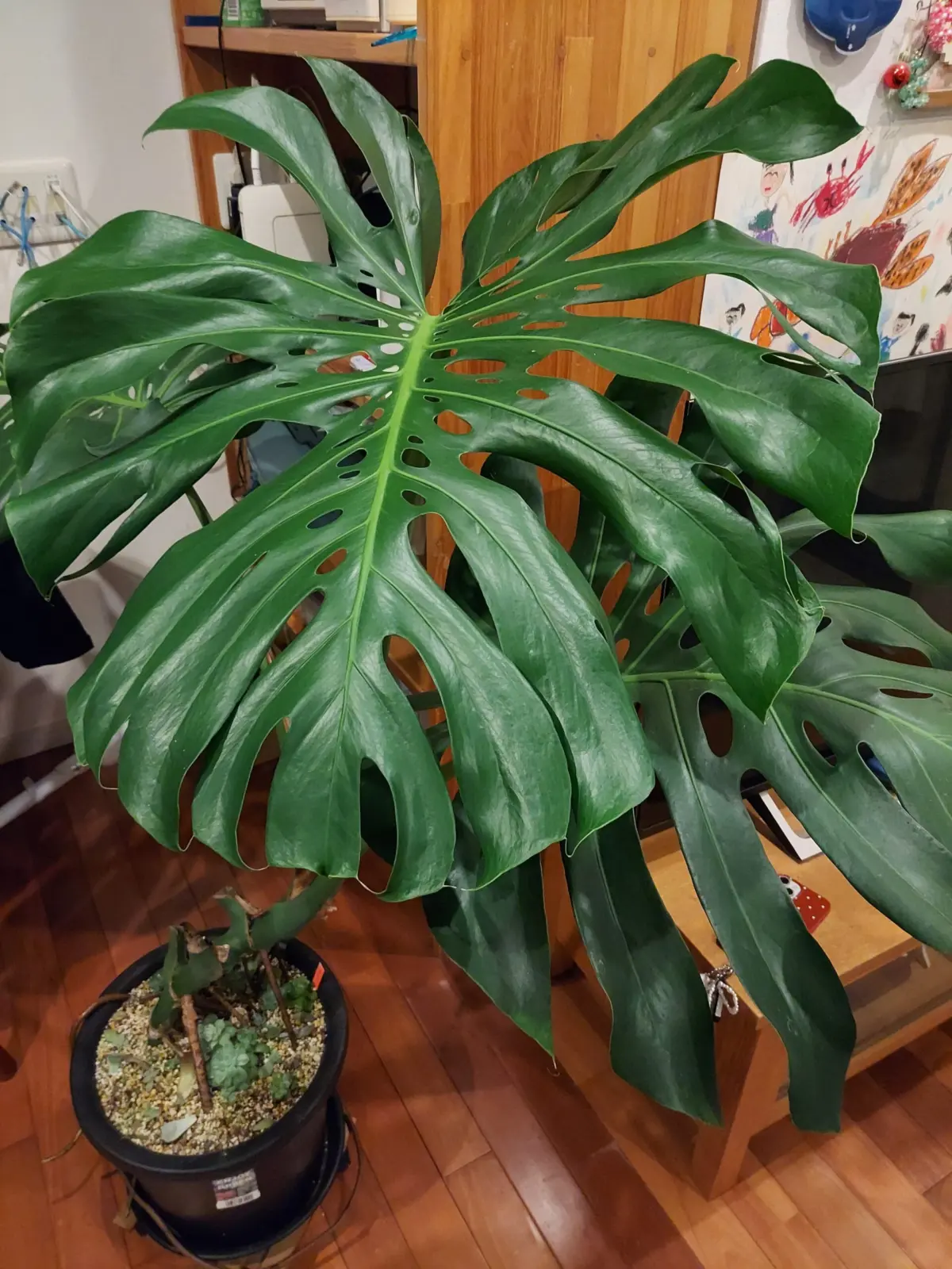 モンステラ　デリシオーサ