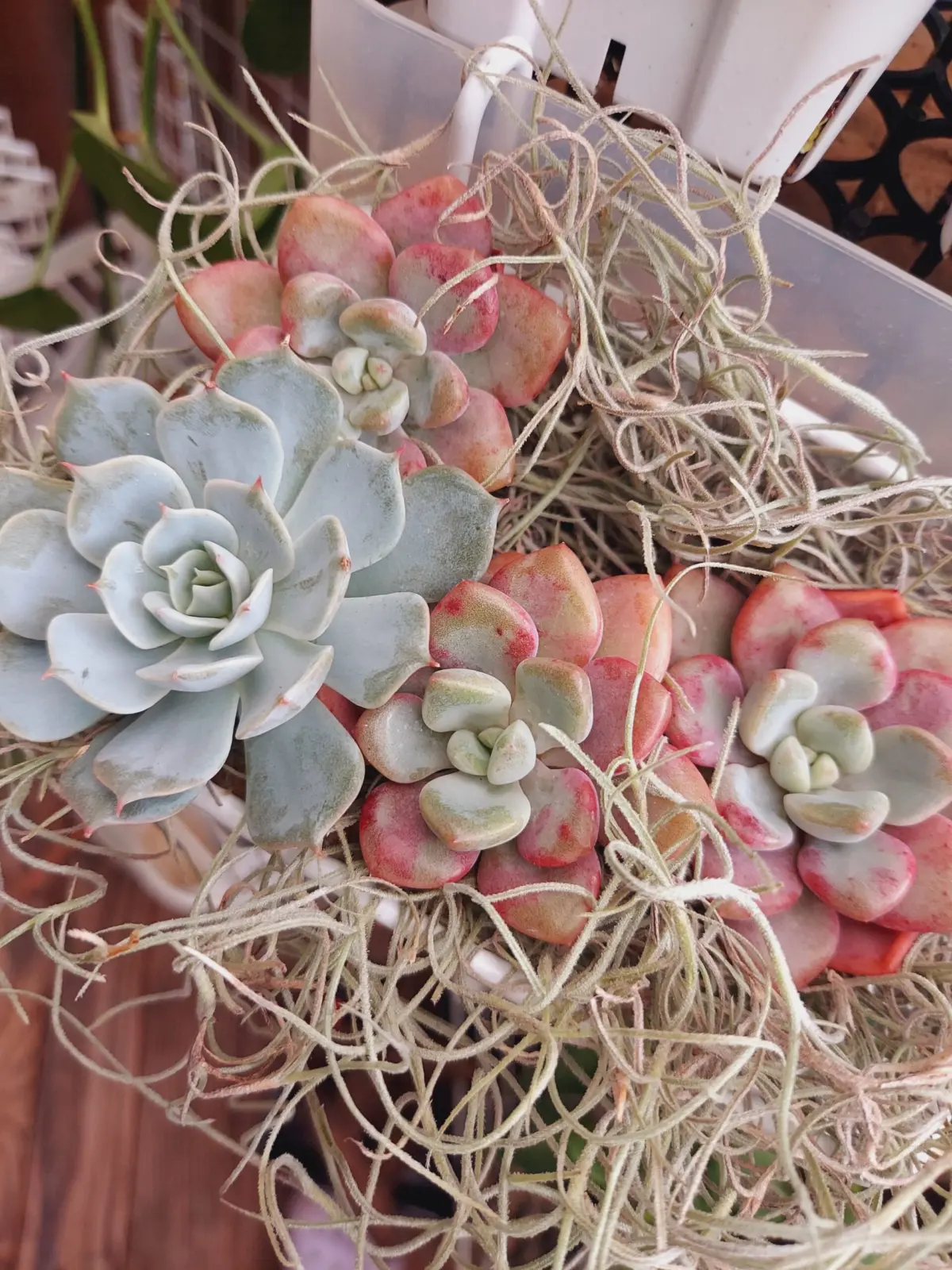 ティランジア　ウスネオイデス　多肉植物　エケベリア