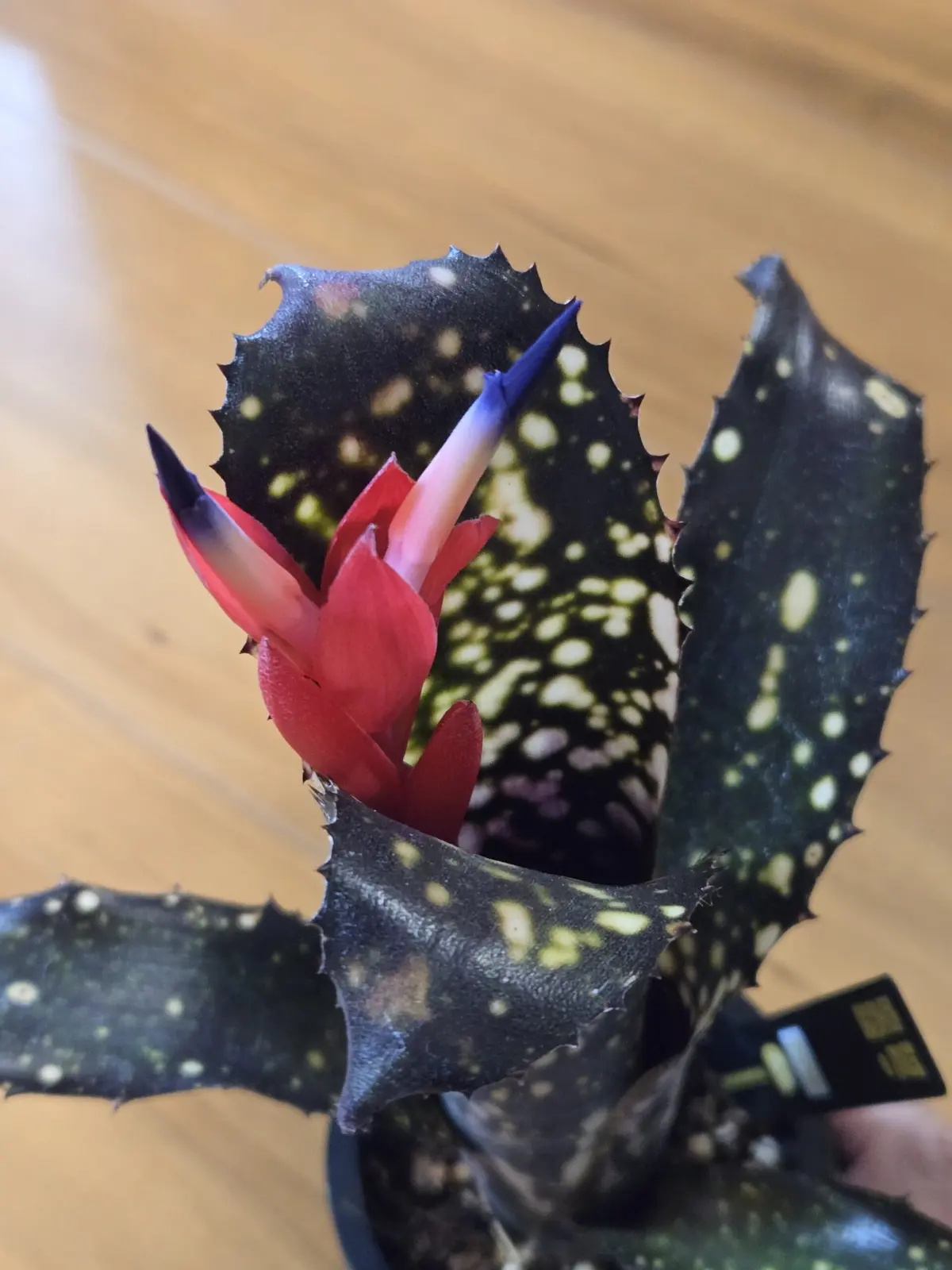 ビルベルギア ハナホウ