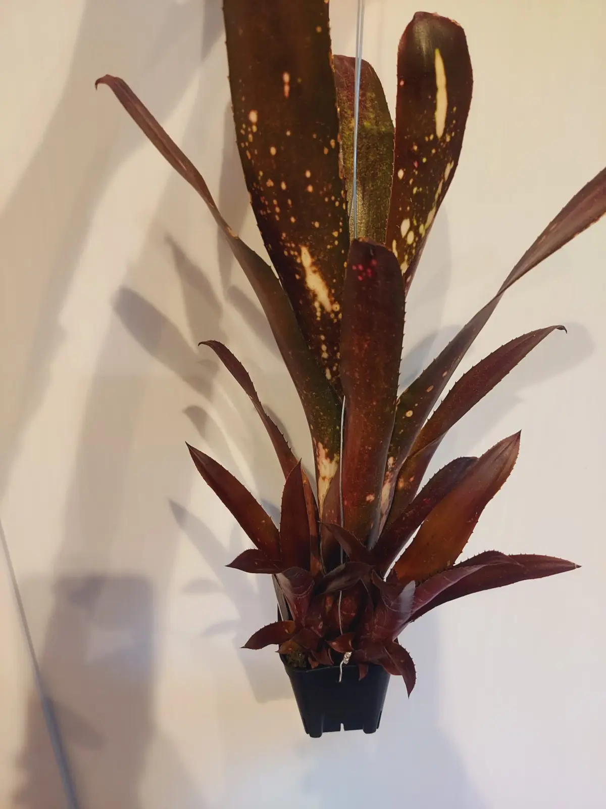 ビルベルギア　ハレルヤ