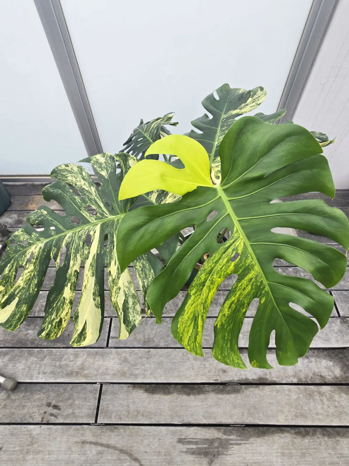 モンステラ デリシオーサ 斑入り