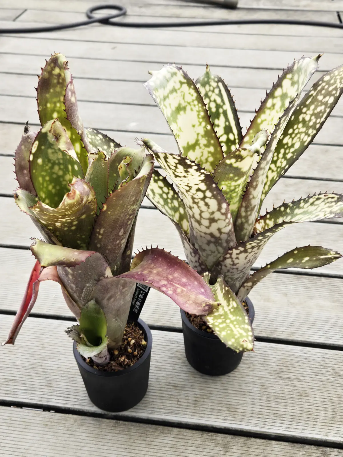 ビルベルギア アラカイ