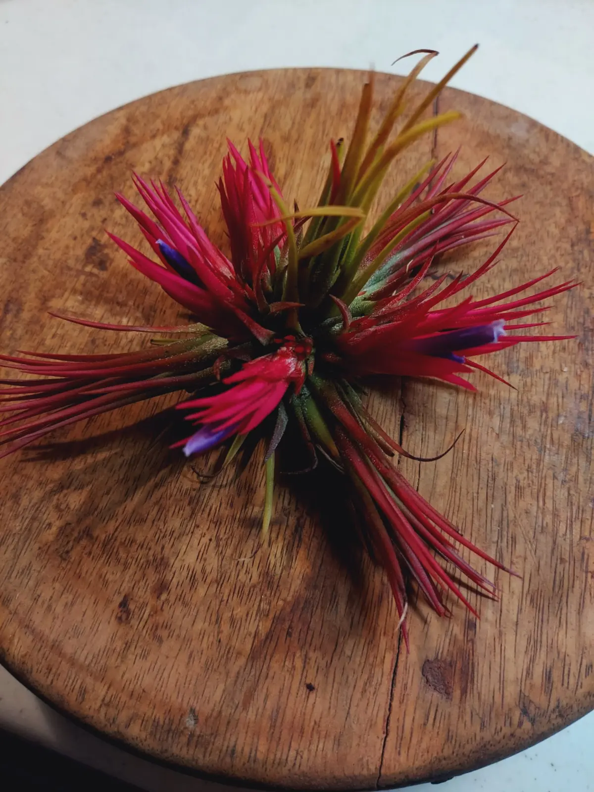 ティランジア　イオナンタ　フエゴ　