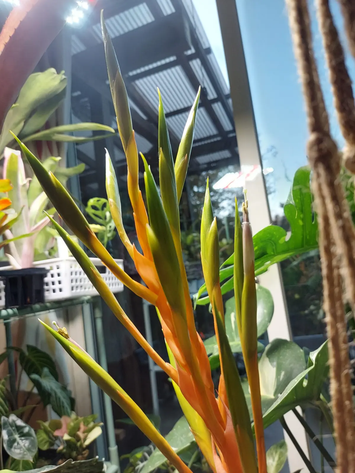 ティランジア　キセログラフィカ　花