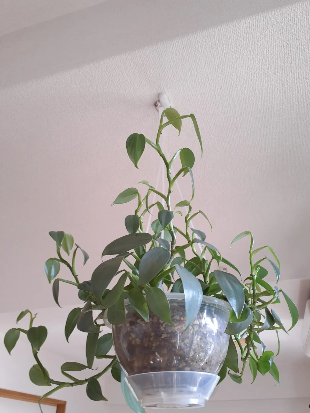 フィロデンドロン シルバーメタル