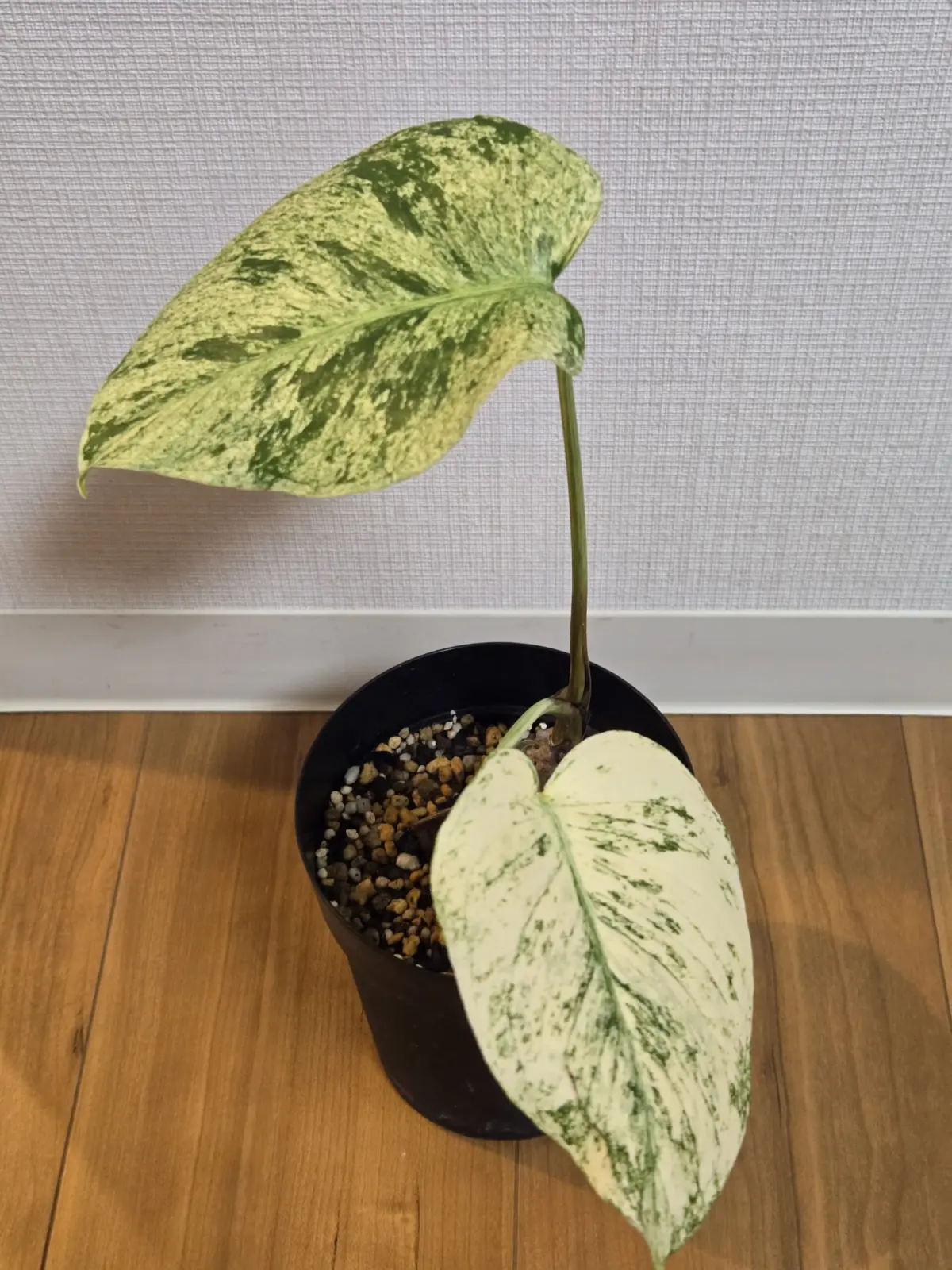 モンステラ 天津蘭