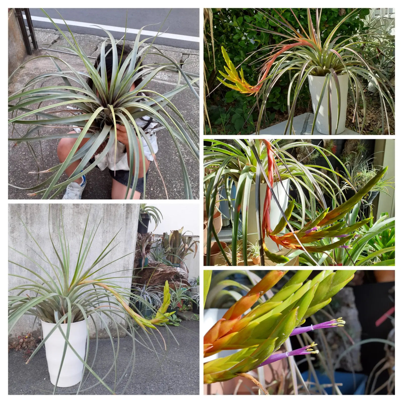 ティランジア ファシクラータ ?