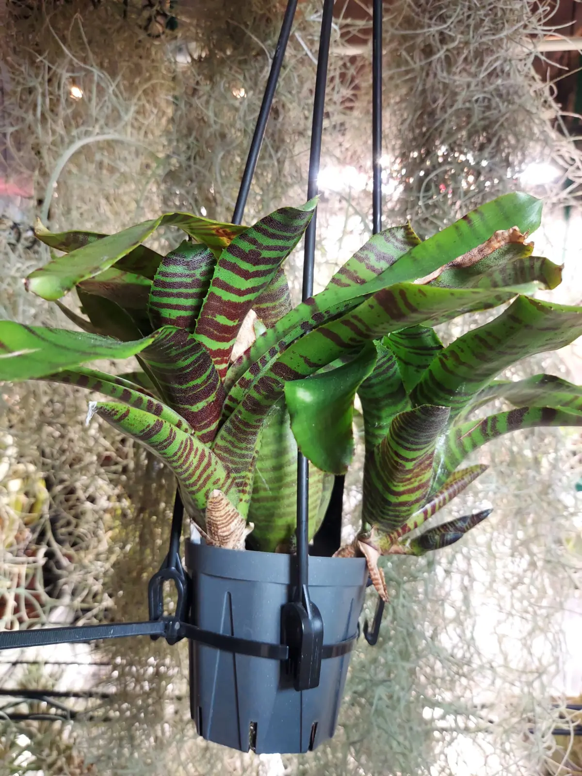 ネオレゲリア　zone8　子株