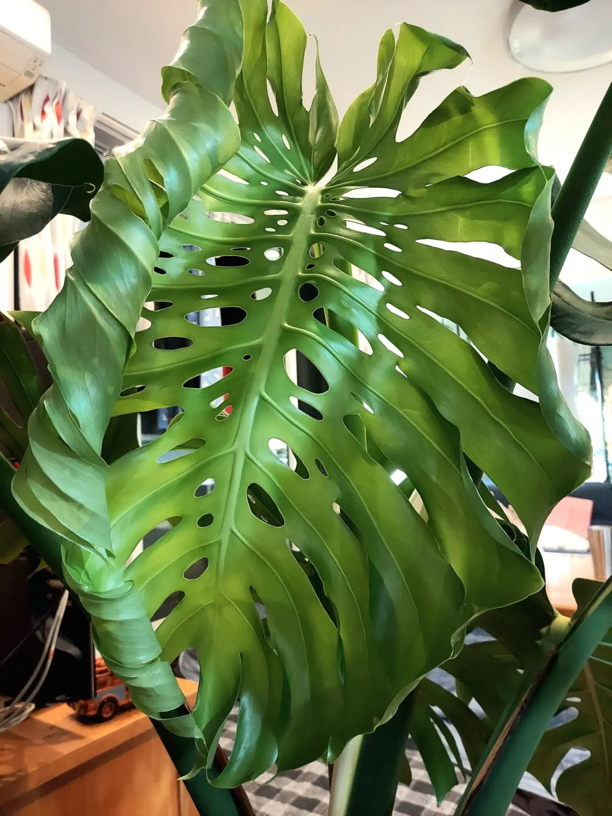 モンステラ　デリシオーサ　新芽