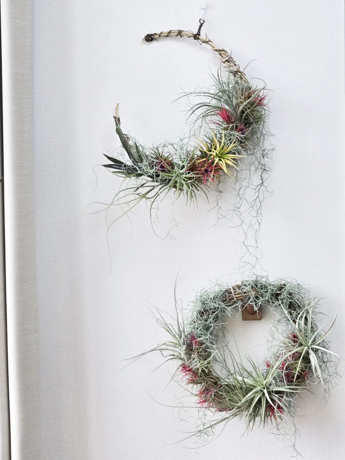 イオナンタ リース