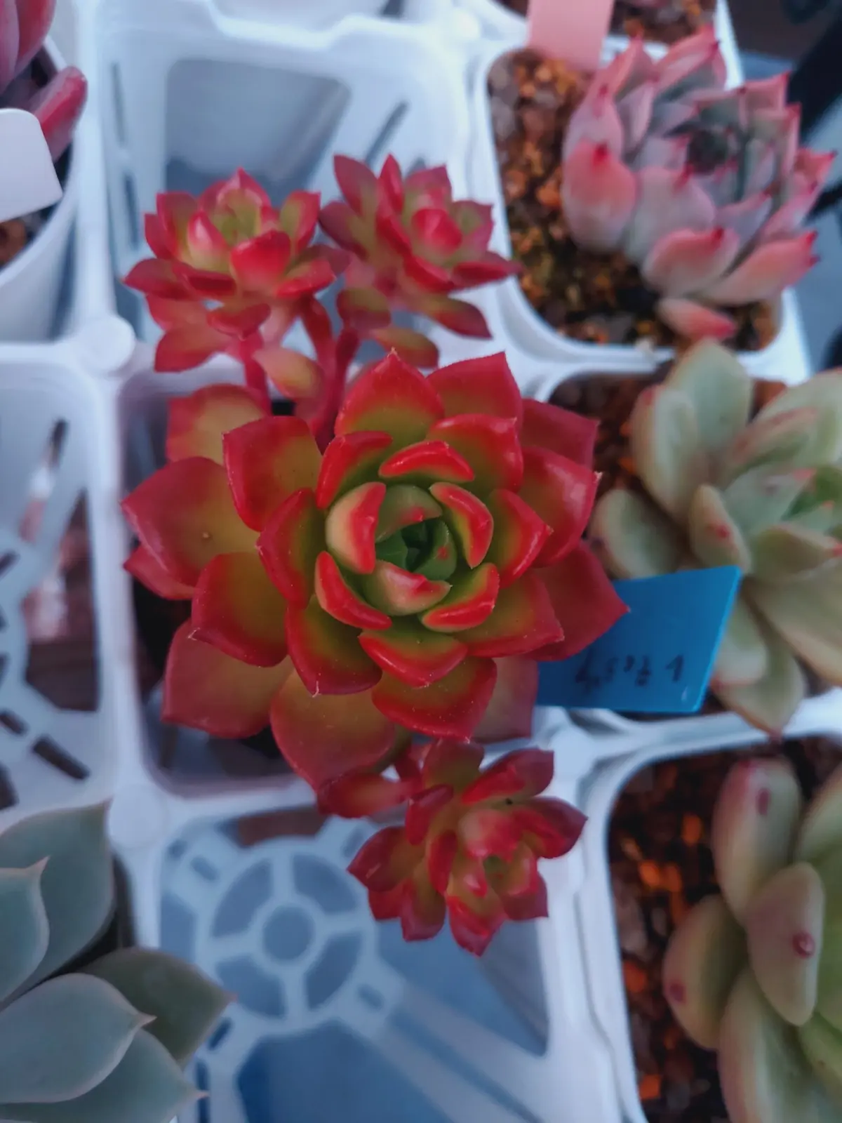 多肉植物　レディジア　紅葉