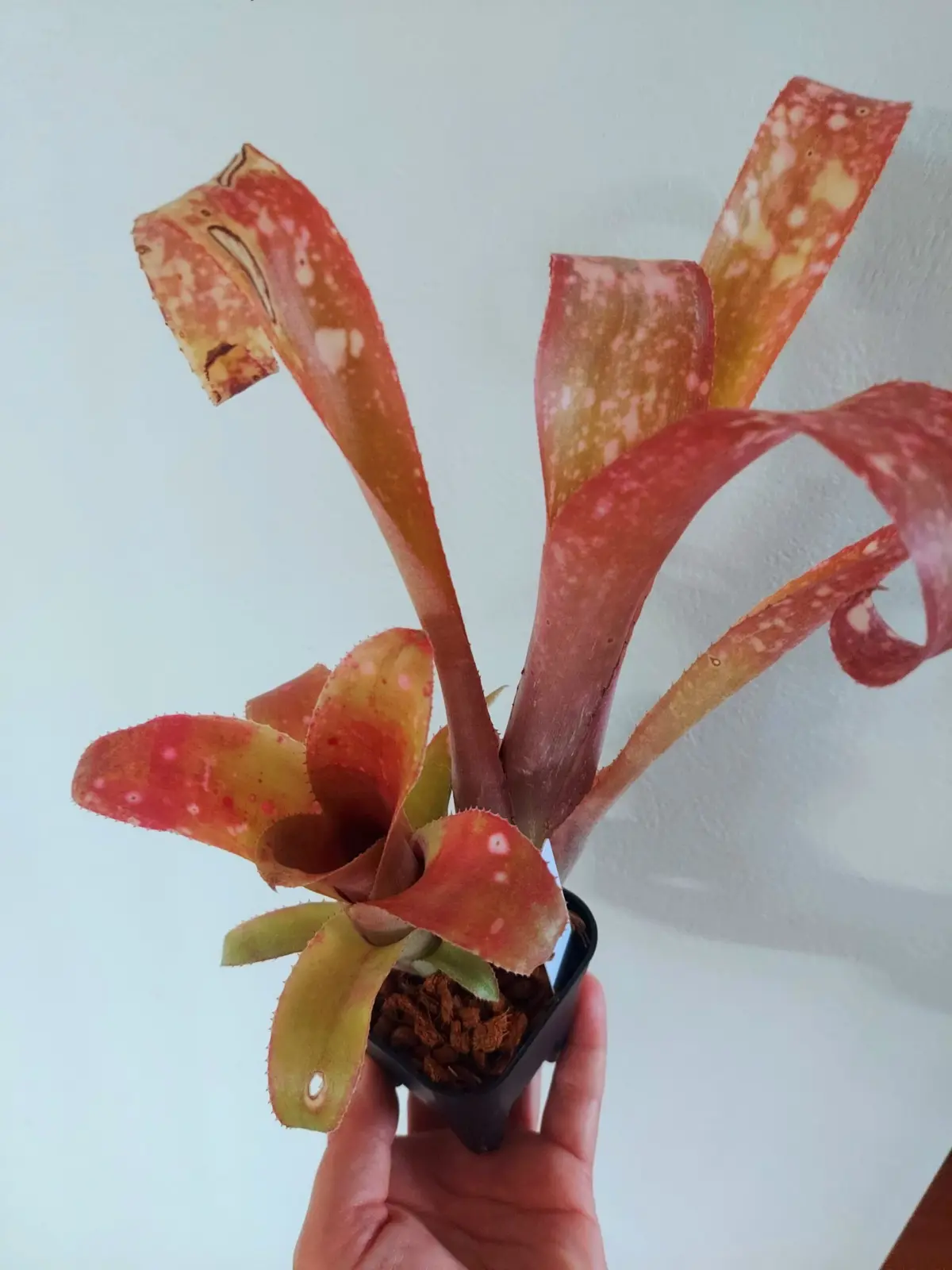 ビルベルギア　テキーラサンセット