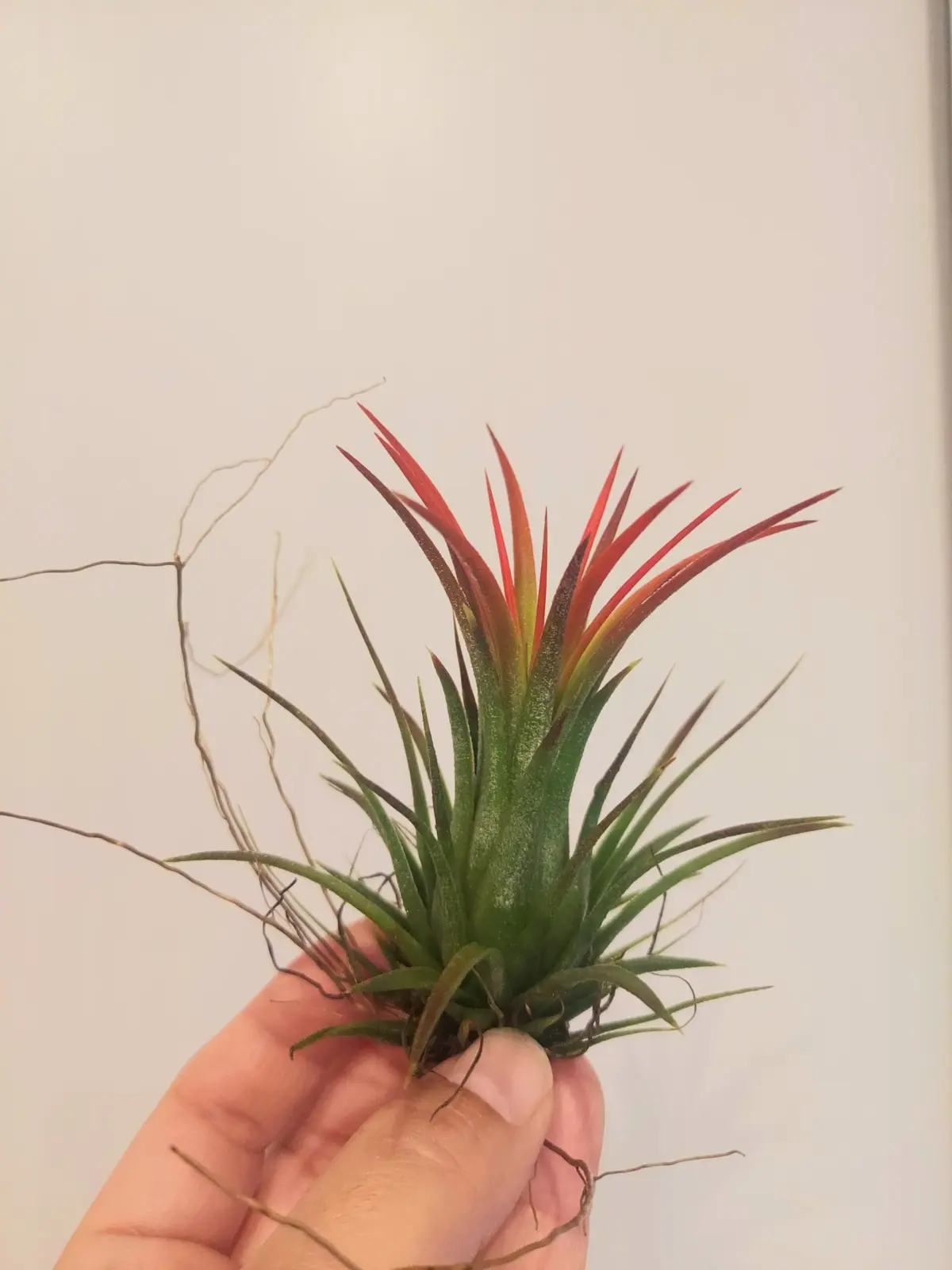 ティランジア　イオナンタ　ゴジラ