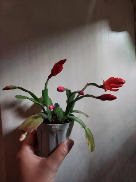シャコバサボテン　開花