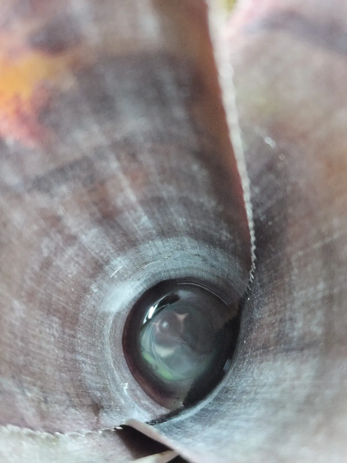 ビルベルギア　シンパティコ　