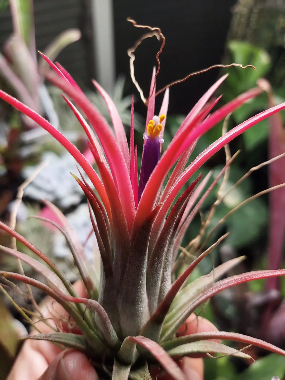 ティランジア　イオナンタ　ゴジラ