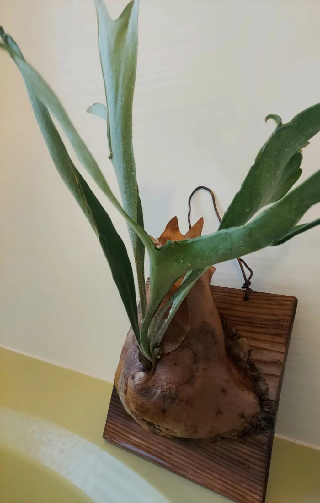 ビカクシダ ネザーランド 冬