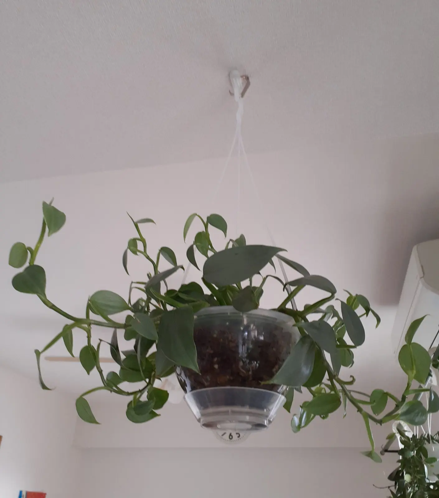 シルバーメタル / 暴れる