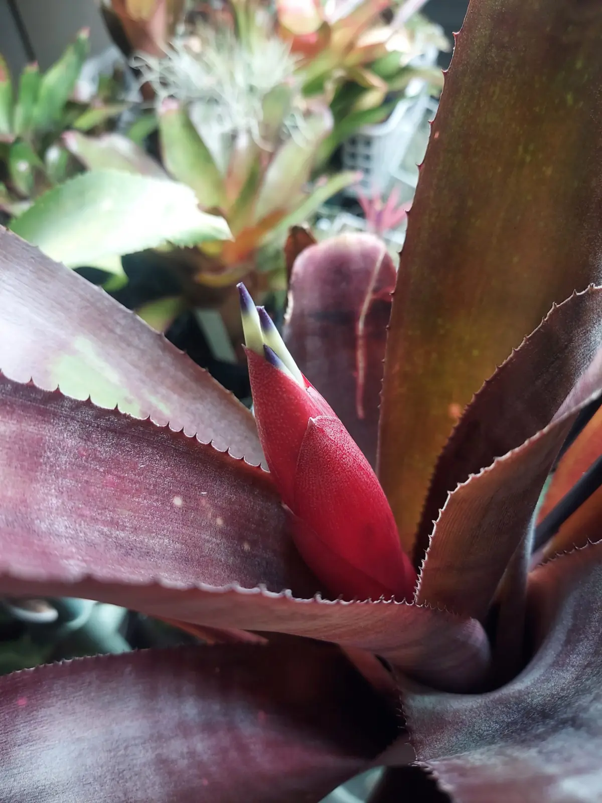 ビルベルギア　シンパティコ　花芽