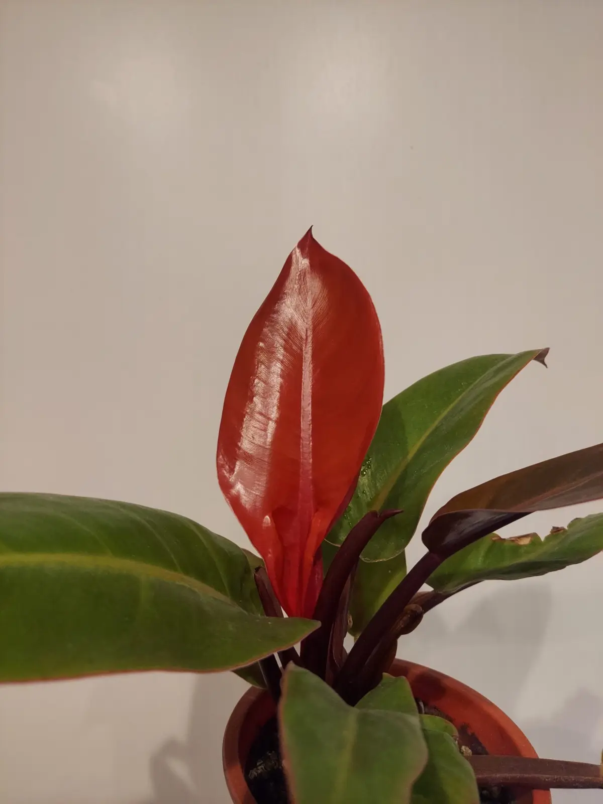 フィロデンドロン　プリンスオブオレンジ