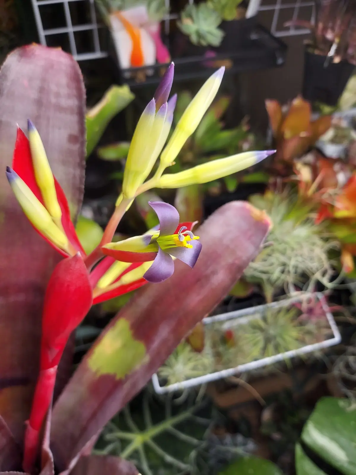 ビルベルギア　シンパティコ　開花