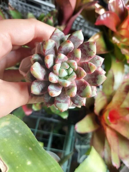 多肉植物　エケベリア　ブラッドスワロー