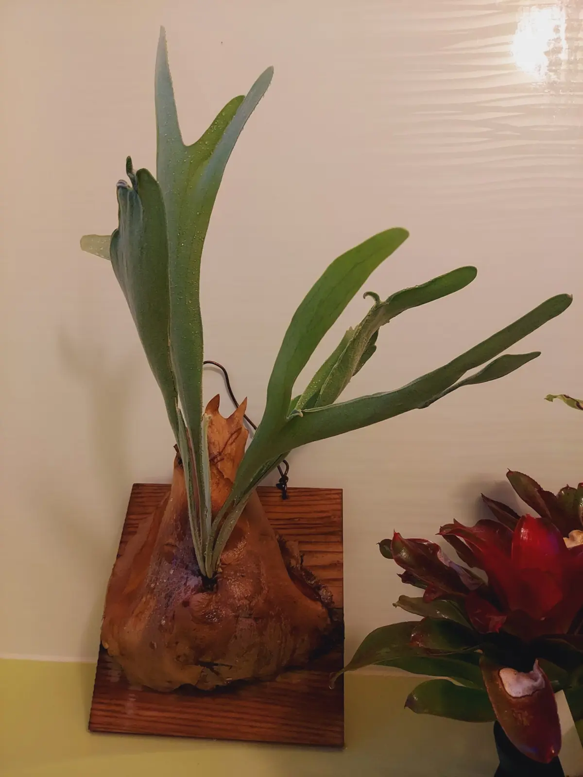 ビカクシダ ネザーランド