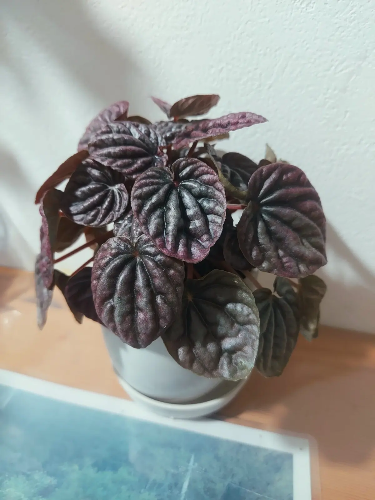 ペペロミア　カペラータ