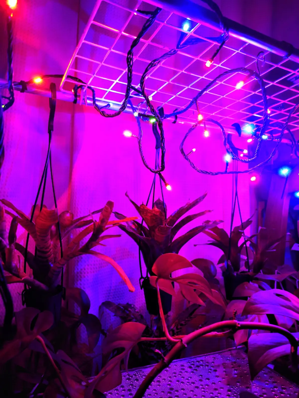 ネオレゲリア クリスマスツリーLEDライト照射