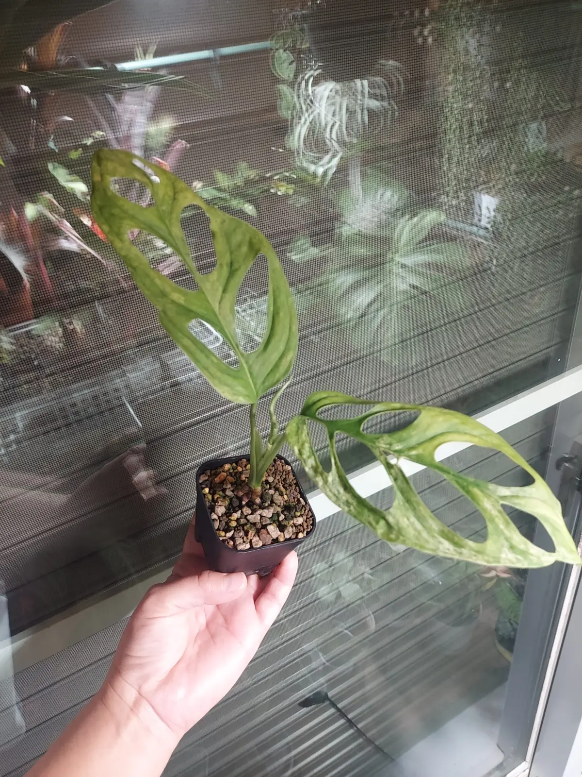 マドカズラ 斑入り