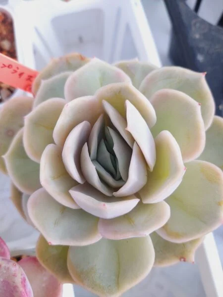 多肉植物　エケベリア　ブルーサプライズ