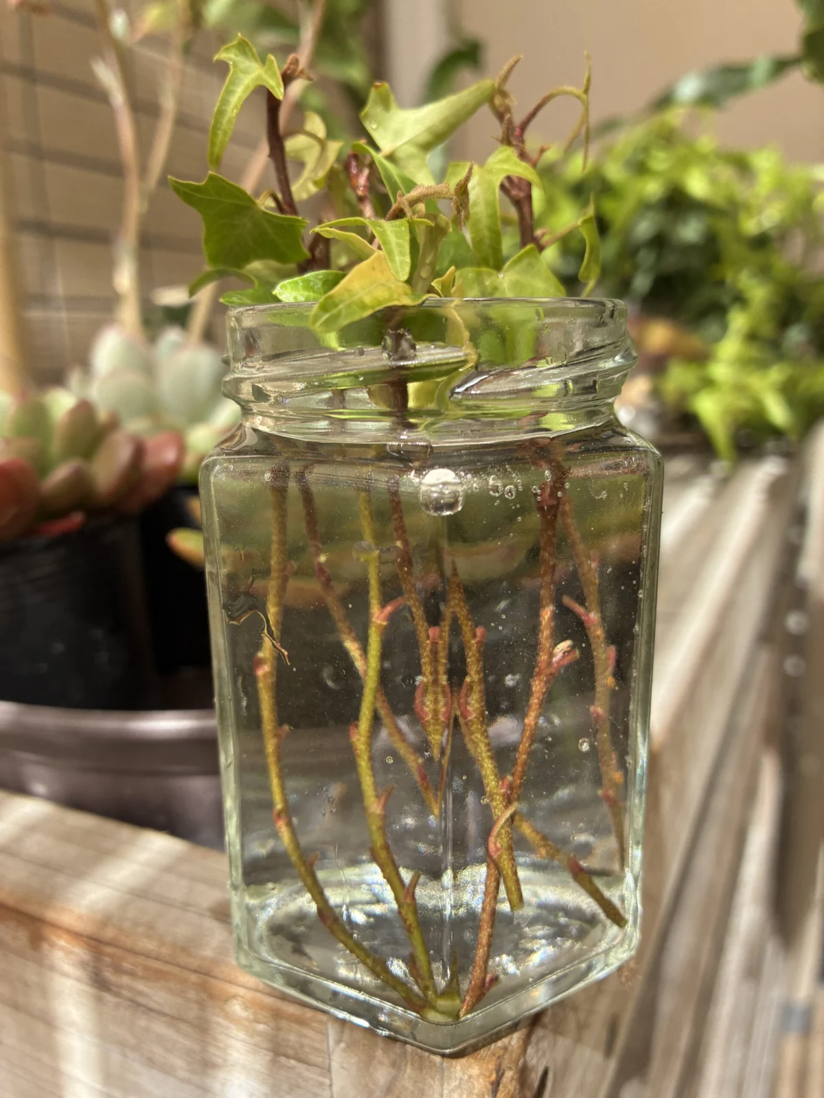 ヘデラ　ライトフィンガー