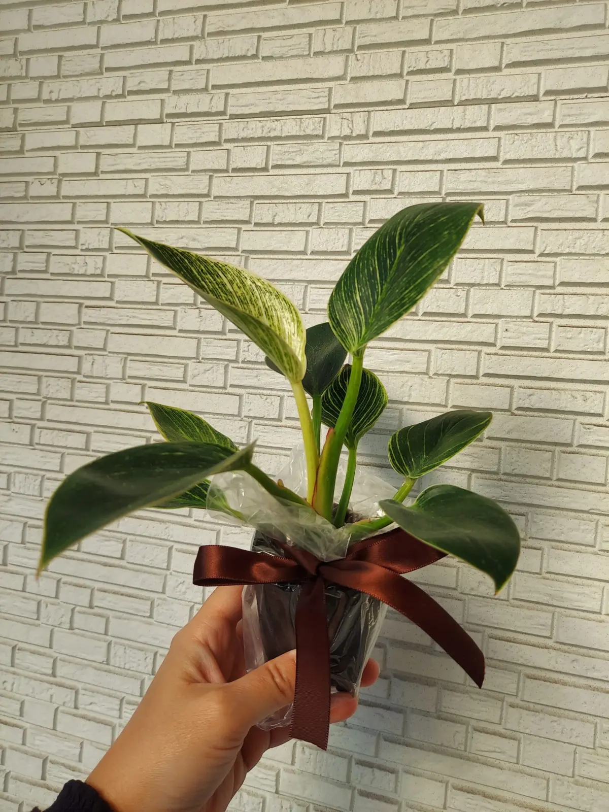 フィロデンドロン　バーキン