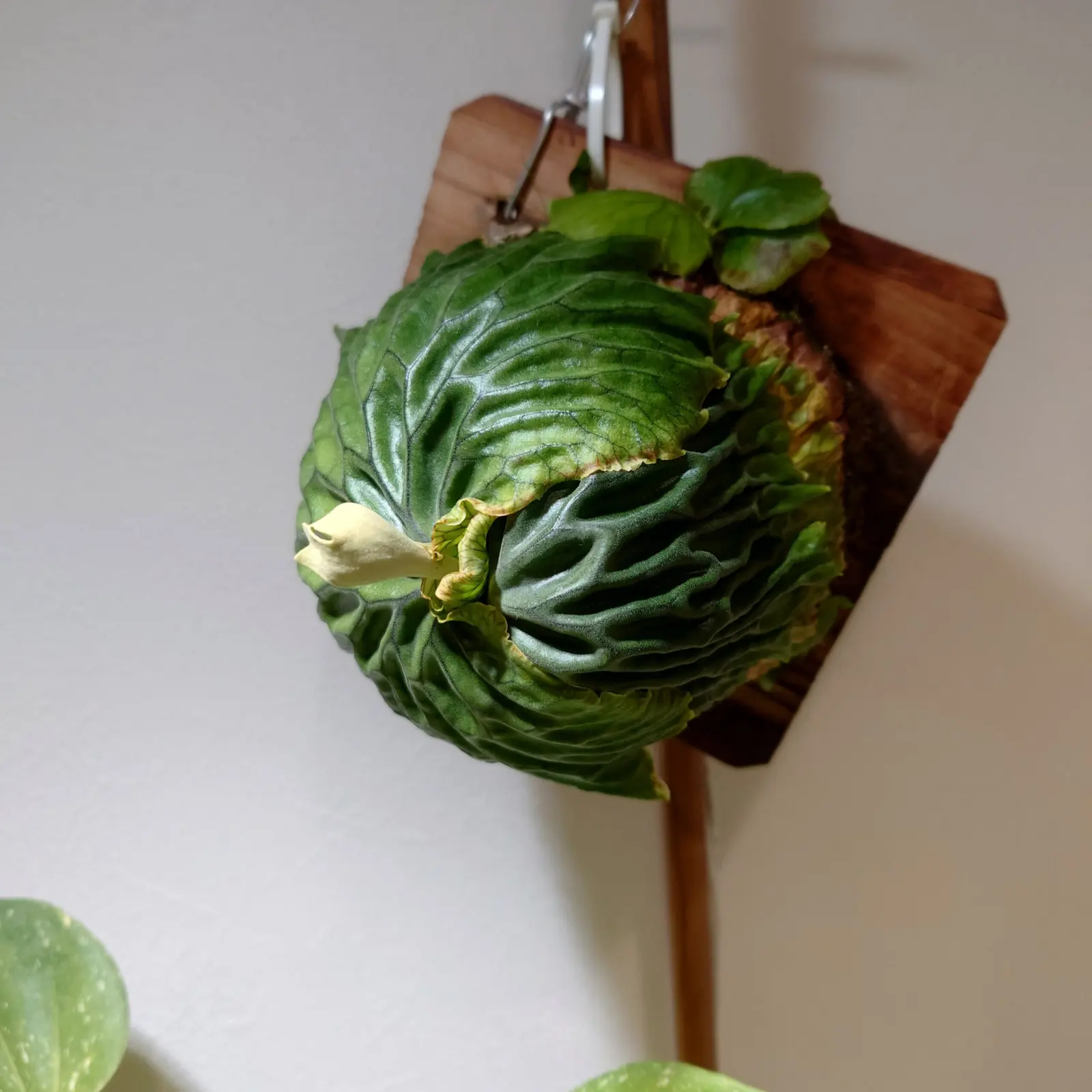 ビカクシダ マダガスカリエンセ