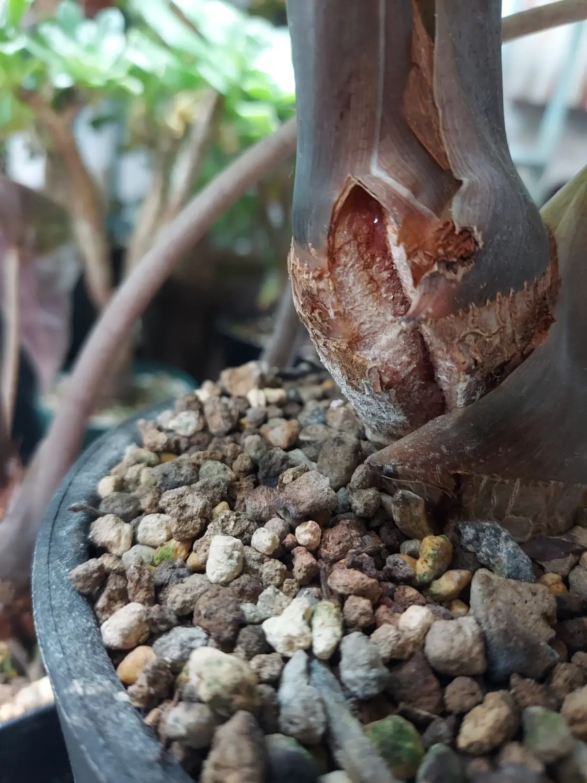 アロカシア　アマゾニカポリー　