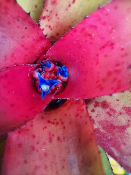 ネオレゲリア　リーヒン　開花？