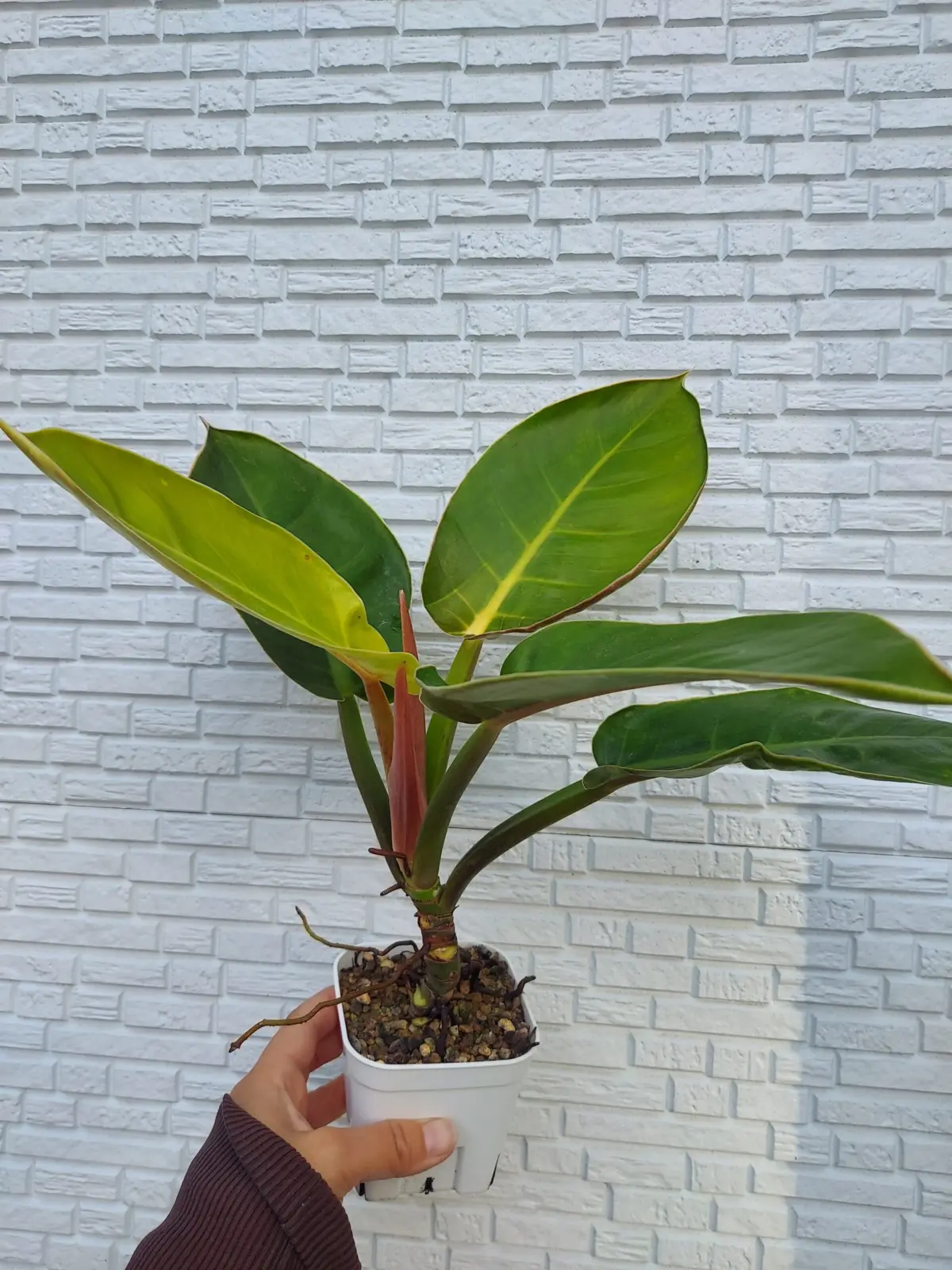 フィロデンドロン　DAISO