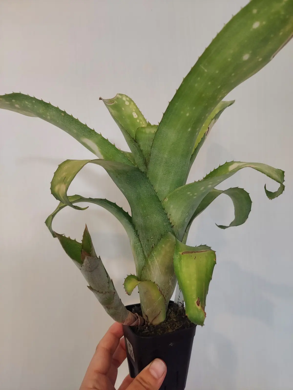 ビルベルギア　サンデリアーナと何かの交配