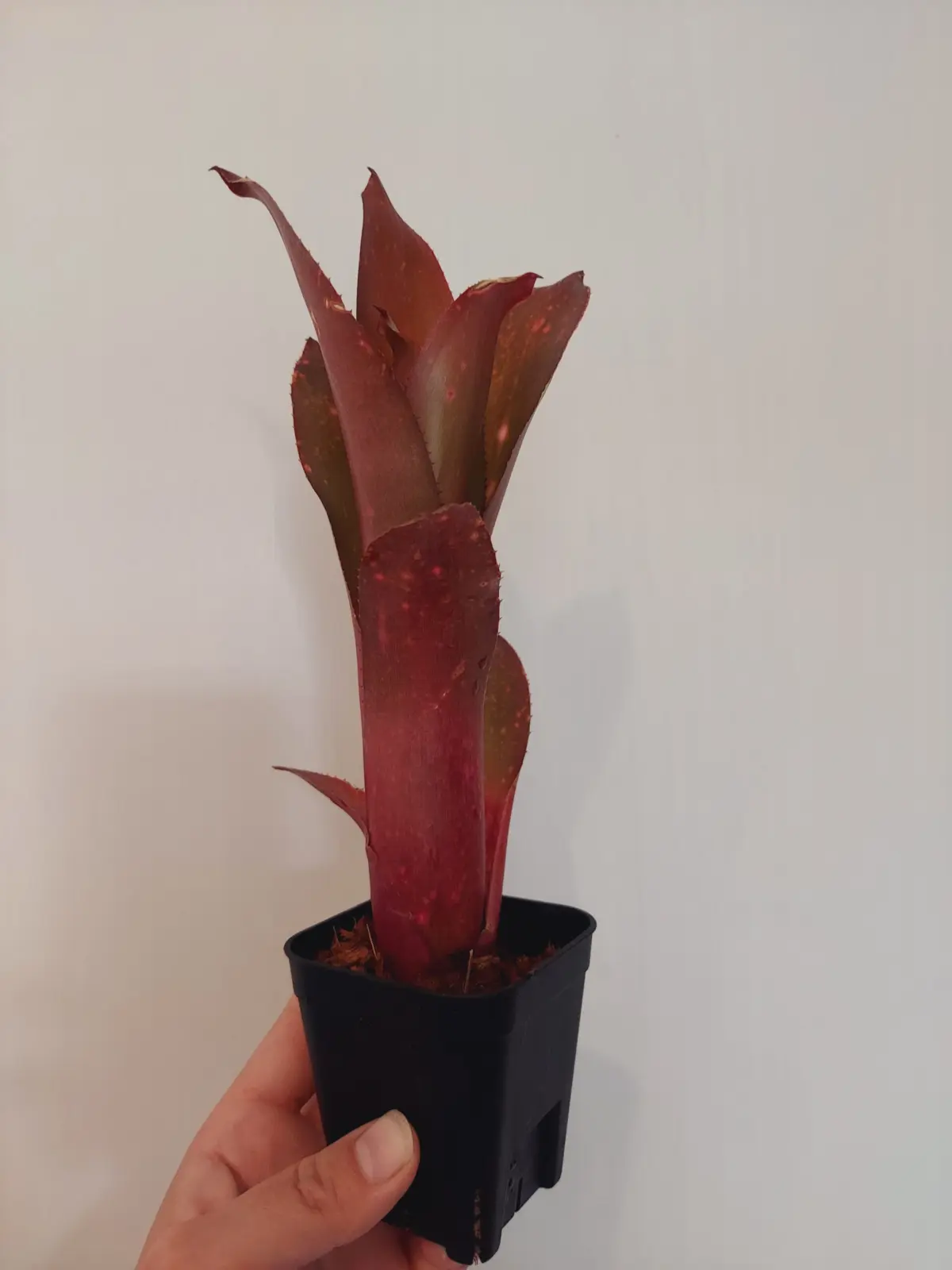 ビルベルギア　レッドプラウニー