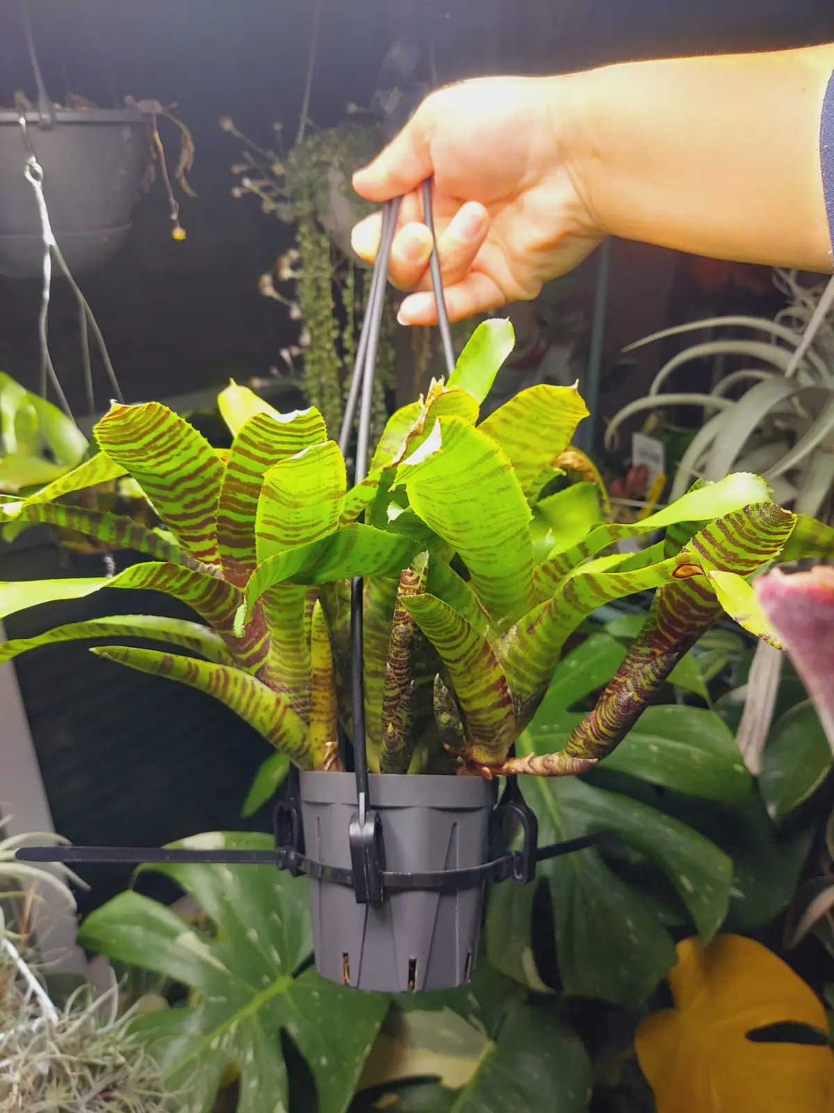 ネオレゲリア　zone8　子株